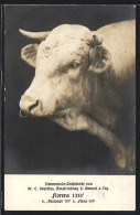AK Gmund / Tegernsee, Simmentaler-Zuchtherde Von Dr. E. Vopelius, Ochse Florens 1333  - Cows