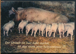 °°° 31280 - DER URLAUB IST....... AUSTRIA - 1977 With Stamps °°° - Pigs