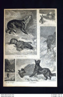 Il Cane Che Chiama Aiuto - Un Viaggio Della Diligenza Incisione Del 1886 - Before 1900