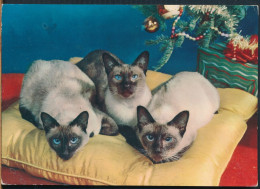 °°° 31281 - GATTI SUL CUSCINO - 1965 With Stamps °°° - Cats