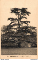 NÂ°10956 Z -cpa Malmaison -le CÃ¨dre De Marengo- - Bäume