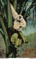 NÂ°12655 Z -cpa Silver Gibbons -jungle Near Miami- - Monkeys