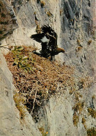Animaux - Oiseaux - Aigle Impérial - Golden Eagle - Steinadier - Carte Neuve - CPM - Voir Scans Recto-Verso - Birds