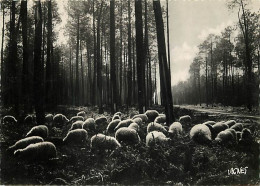 Animaux - Moutons - Landes - Moutons Dans La Forêt Landaise - Carte Dentelée - CPSM Grand Format - Voir Scans Recto-Vers - Autres & Non Classés