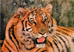 Animaux - Fauves - Tigre - Tiger - Château De Saint Augustin - Tigre Du Bengale Valentin - Zoo - CPM - Voir Scans Recto- - Tigres