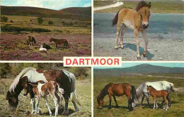 Animaux - Chevaux - Dartmoor Ponies - Poneys - Multivues - CPM - Voir Scans Recto-Verso - Chevaux