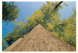 59 - Mormal - La Forêt De Mormal : 9170 Hectares De Troncs D'arbres - CPM - Voir Scans Recto-Verso - Autres & Non Classés