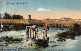 China - Chinese Planting Rice - Publ. Kingshill  - Chine