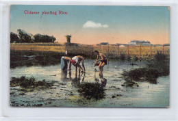 China - Chinese Planting Rice - Publ. Kingshill  - Chine