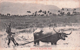 SINGAPOUR - Buffalo In The Paddy Field - 1908 - Singapore
