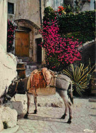 Animaux - Anes - Cote D'Azur - Eze - Le Vieux Village - Donkeys - Burros - Esel - Asini - CPM - Voir Scans Recto-Verso - Anes