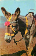 Animaux - Anes - Donkeys - Burros - Esel - Asini - CPM Format CPA - Voir Scans Recto-Verso - Anes