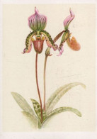 116001 - Paphiopedilum Onyx Ostindien - Other & Unclassified