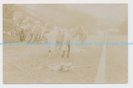 C011151 Horse. Unknown Place. Ivanhoe. Oxton. 1907 - World