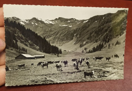 CPA 74 @ SAMOENS En 1956 - L'Alpage De Gers Et Les Grands Vents à 2003 M. Troupeau De Vaches - Samoëns