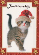 GATO GATITO Animales Vintage Tarjeta Postal CPSM #PAM472.A - Cats