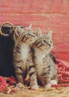 GATO GATITO Animales Vintage Tarjeta Postal CPSM #PAM462.A - Cats