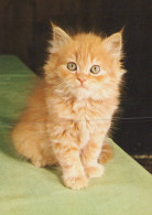 KATZE MIEZEKATZE Tier Vintage Ansichtskarte Postkarte CPSM #PAM065.A - Cats