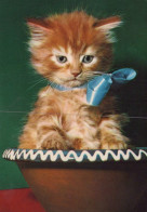 KATZE MIEZEKATZE Tier Vintage Ansichtskarte Postkarte CPSM #PAM095.A - Cats