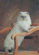 CAT KITTY Animals Vintage Postcard CPSM #PBQ763.A - Cats