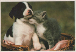 CHIEN Animaux Vintage Carte Postale CPSM #PBQ561.A - Dogs