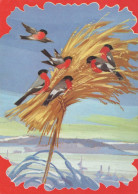 OISEAU Animaux Vintage Carte Postale CPSM #PAM775.FR - Birds