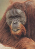 MONKEY Animals Vintage Postcard CPSM #PBR992.GB - Monkeys