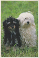 PERRO Animales Vintage Tarjeta Postal CPSM #PAN514.ES - Dogs