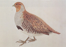 VOGEL Tier Vintage Ansichtskarte Postkarte CPSM #PAN205.DE - Birds
