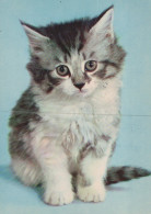 KATZE MIEZEKATZE Tier Vintage Ansichtskarte Postkarte CPSM #PAM081.DE - Chats