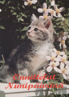 KATZE MIEZEKATZE Tier Vintage Ansichtskarte Postkarte CPSM #PAM516.DE - Chats