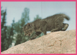 LYNX RAUBKATZE Tier Vintage Ansichtskarte Postkarte CPSM #PAM016.DE - Andere & Zonder Classificatie