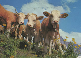 VACA Animales Vintage Tarjeta Postal CPSM #PBR834.ES - Cows