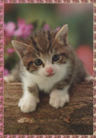 GATTO KITTY Animale Vintage Cartolina CPSM #PAM512.IT - Chats