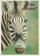 ZEBRA Animale Vintage Cartolina CPSM #PBR910.IT - Zebras