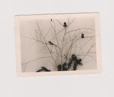Snapshot Décoration Vintage Possible Noel Sapin Oiseaux Factices Branches - Objects