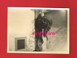 Photo Vers 1945 Format 8.5 Cm X 12 Cm Animal Chat Noir Monsieur équilibriste ... - Autres & Non Classés