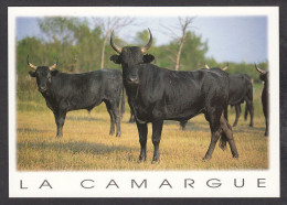 065968/ Taureaux De Combat En Camargue - Bull