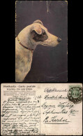 Osteuropäische Künstlerkarte Mit Hunde Motiv (Dog Art Postcard) 1930 - Chiens