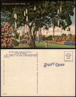 Postcard Miami The Sausage Tree, Fauna Flora "Würstchen-Baum" 1930 - Autres & Non Classés
