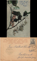 Botanik, Johannisbeere, Gel. F.-Sachsenhausen Ankunftsstempel Frankfurt 1905 - Autres & Non Classés