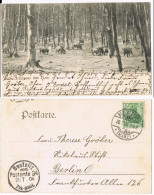 Ansichtskarte  Tiere Wildschweine Im Harz 1904 - Autres & Non Classés
