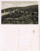 Feldberg (Schwarzwald) Feldberg (Schwarzwald) Vieh- Kuhherde Am Seebuck 1940 - Feldberg