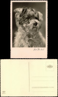 Ansichtskarte  Tiere - Hunde Hund Fotokunst - Bist Du Schön 1934 - Dogs