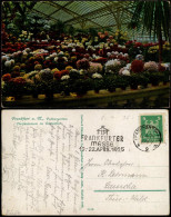 Ansichtskarte Frankfurt Am Main Chrisantemum Im Blütenflor. Palmengarten 1924 - Frankfurt A. Main