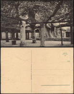 Ansichtskarte Neuenstadt Am Kocher Stamm Der Tausendjährigen Eiche 1913 - Other & Unclassified