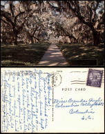 South Carolina (Allgemein) South Carolina   Giant Live Oaks (Tree, Bäume) 1961 - Other & Unclassified