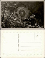 Ansichtskarte  Tiere - Spinne Spinnennetz 1973 - Autres & Non Classés