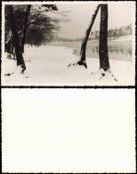 Grunewald-Berlin Grunewaldsee Winterstimmung Bäume 1950 Privatfoto Foto - Grunewald