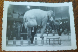 Photo CIRQUE ÉLÉPHANT DRESSEUR 1950 - Circus